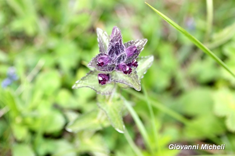 Bartsia alpina